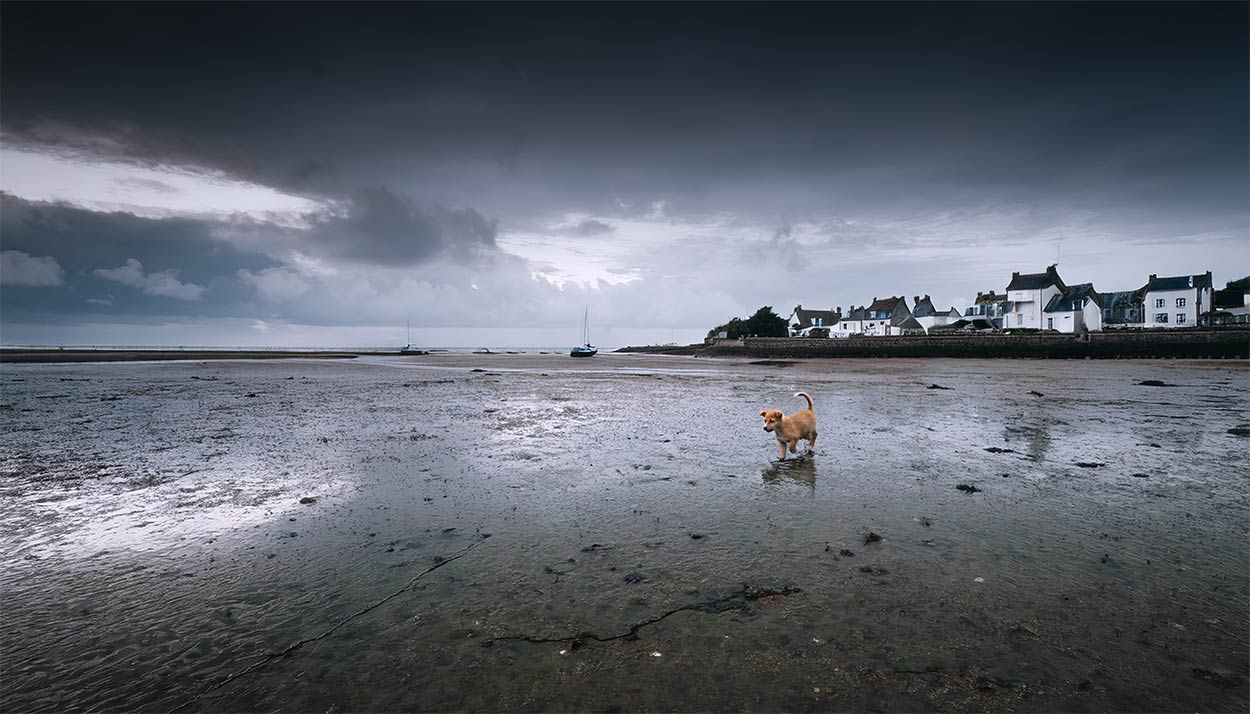 Auf den Hund gekommen